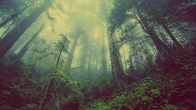 forest by Pixabay.com