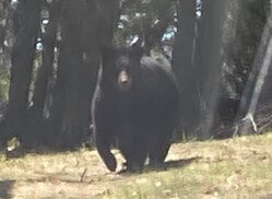 Bear Sighting on the tip of Thompson’s Point