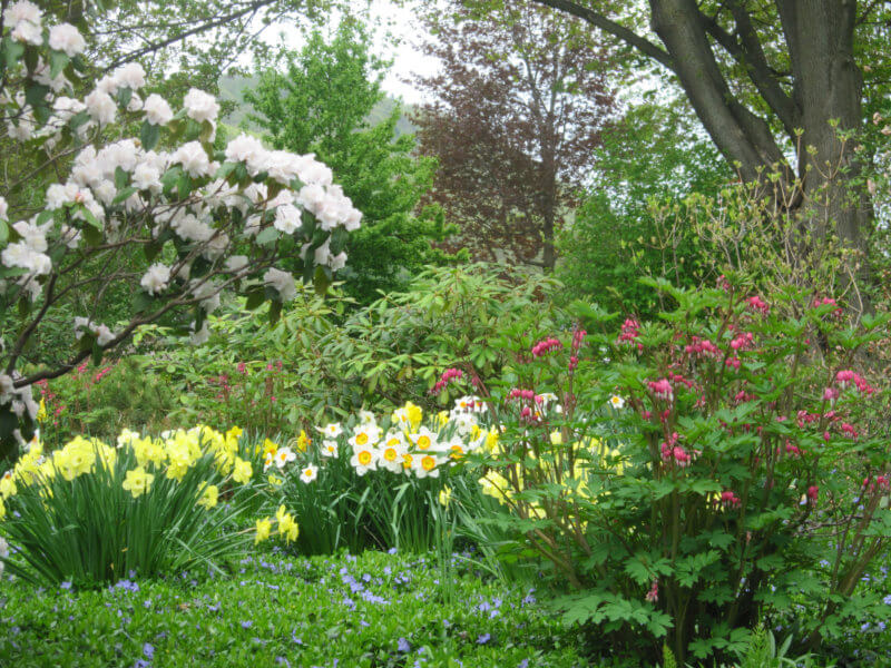 Early azaleas, daffodils and dicentra. Photo by Joan Weed