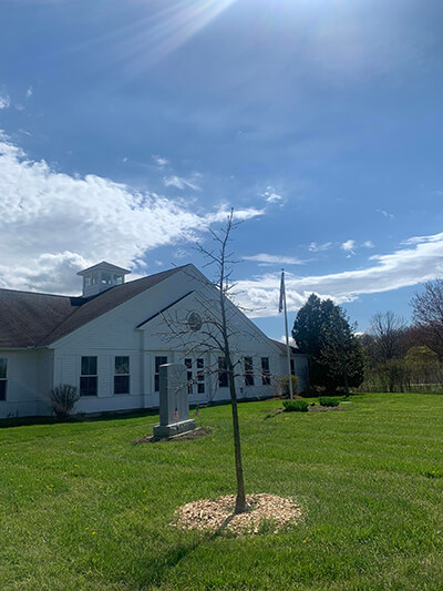 A young burr oak on the Town Green memorializes Larry Hamilton’s contributions to the town. Photo by Vince Crockenberg