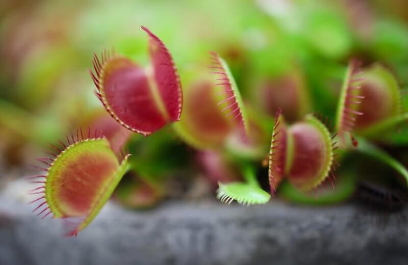 Venus Fly trap Photo by Aenic from Pexels