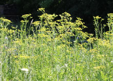 Removing wild parsnip to prevent further spread