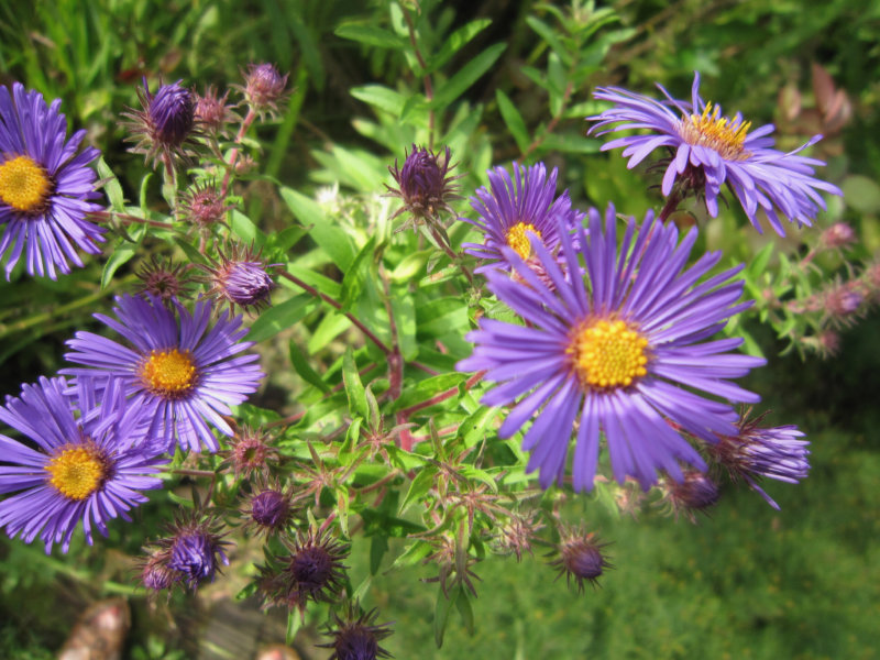 Aster novae-angliae