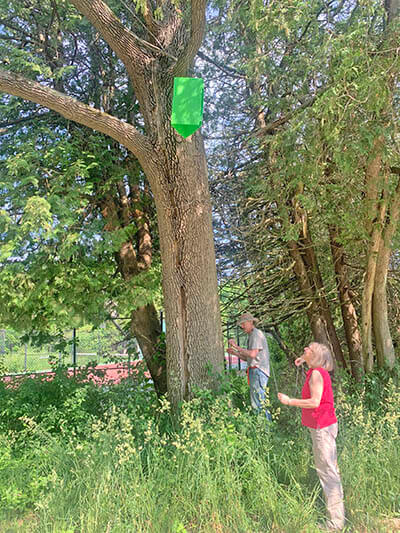Tree Warden Mark Dillenbeck and Deputy Tree Warden Alexa Lewis finish rigging an EAB trap in an ash tree near the Thompson’s Point clubhouse on Thompson’s Point Road last week. Photo by Vince Crockenberg