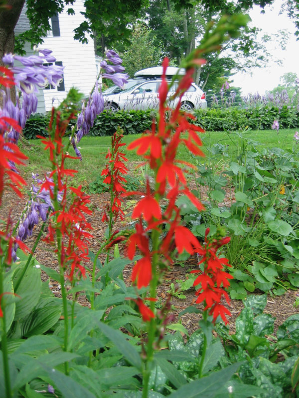 Lobelia cardinalis