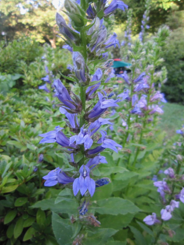 Lobelia silphilitica