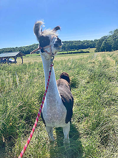 Despite the demands of his job, Odyssey still finds time to be fashion-forward. Here he sports his new summer haircut. Photo by Ed Pitcavage