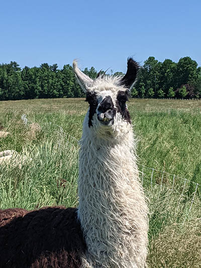 Odyssey the Llama