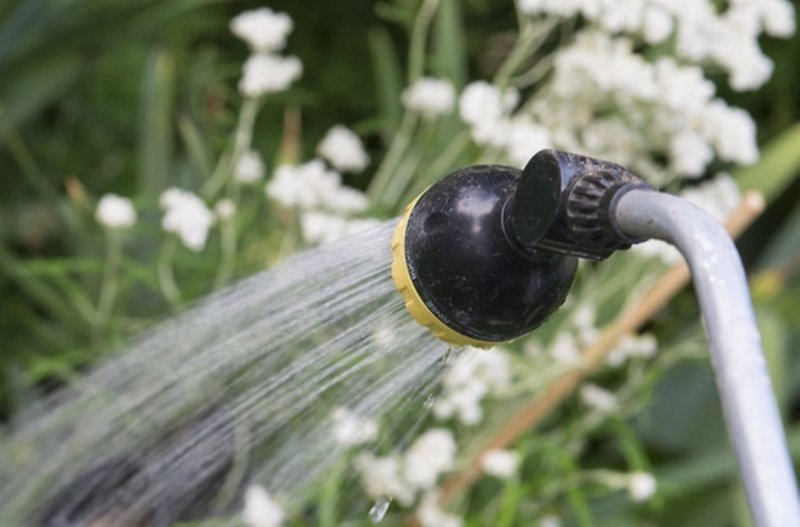 Targeting the base of garden plants using a watering wand attached to a hose saves water and prevents fungal diseases. Photo by Lynn Ketchum/Oregon State University