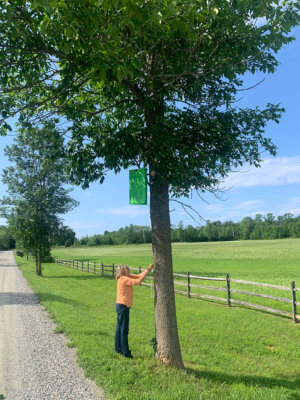 Deputy Tree Warden Alexa Lewis checks an emerald ash borer trap on Prindle Road in East Charlotte last Thursday. This was one of 10 traps checked during the day, none of which showed any borers stuck to the sticky outside coating. For the time being, at least, the borer seems not yet to have reached Charlotte. Photo by Vince Crockenberg