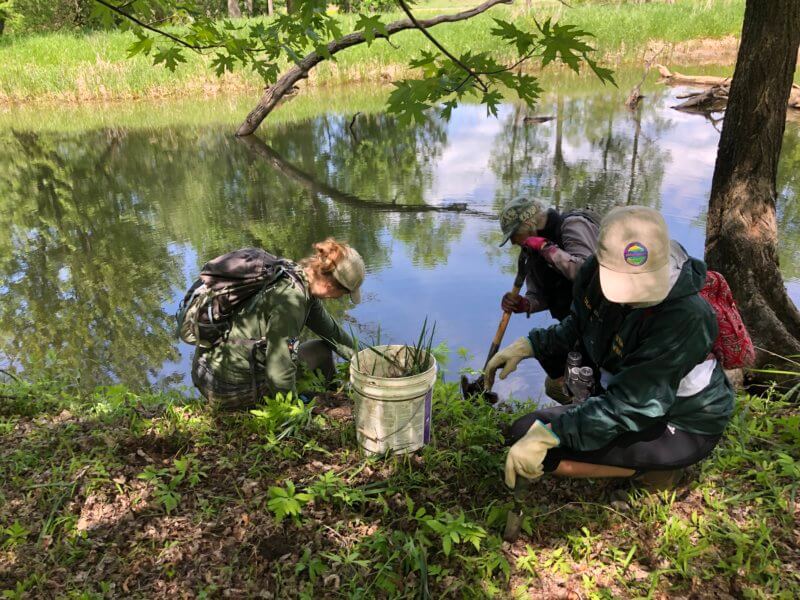 Volunteers dig and hand-pull yellow iris plants from Little Otter Wildlife Management Area, May 29, 2021 (Photo credit: Robert Hyams, HRS/Riverscape Ecology)