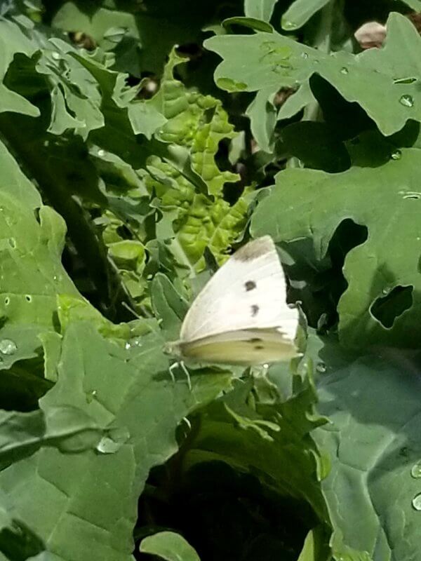If planting kale and other cruciferous crops, gardeners should watch for cabbage moths, which lay eggs that hatch into hungry caterpillars. Photo by Nadie VanZandt
