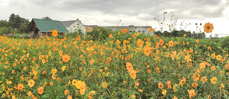  Come to the garden and be inspired by the perfect pairing of solar power with pollinator-friendly flowers. Mike Keirnan of Bee the Change donated seeds to enhance the pollinator beds at the CCS vegetable garden. In the fall we’ll have a celebration of the project— keep an eye out for the date. Meanwhile, enormous thanks from the energy committee to Wolfger, Matt and Mike! Photos by Rebecca Foster and Deirdre Holmes