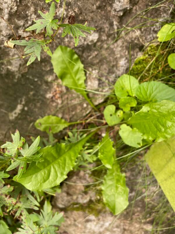 Common Dandelion