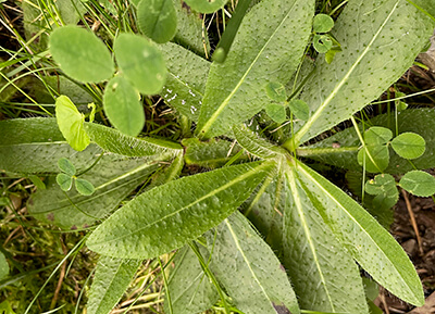 Differentiate weed seedlings from garden-worthy plants