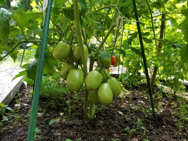 How to prune tomato plants