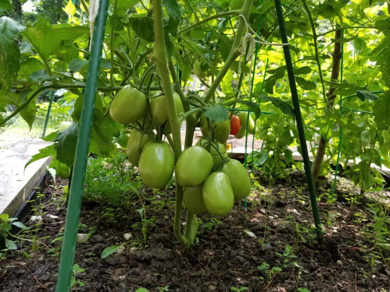 Pruning tomato plants improves the quality of the fruit by creating airflow, which minimizes risk of diseases and hastens ripening. Photo by Nadie VanZandt