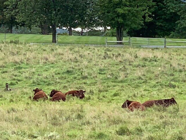 High Hedge Farms sets a high bar for humane, sustainably raised beef and pork