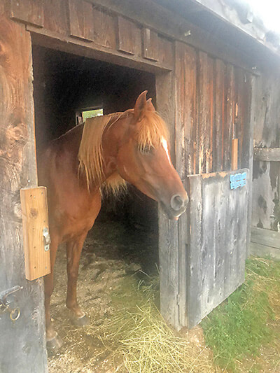 One of Sarah Thompson’s four horses peeks out from the backyard stable. Photo by Mara Brooks