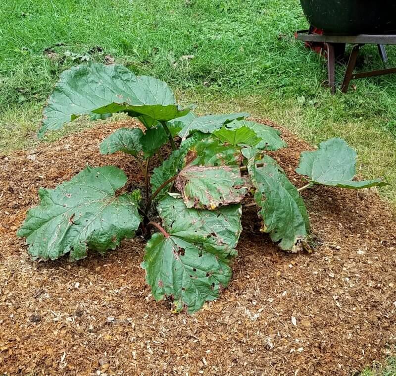A thin layer of mulch or compost can be added once rhubarb goes dormant in the fall. Photo by Joyce Amsden