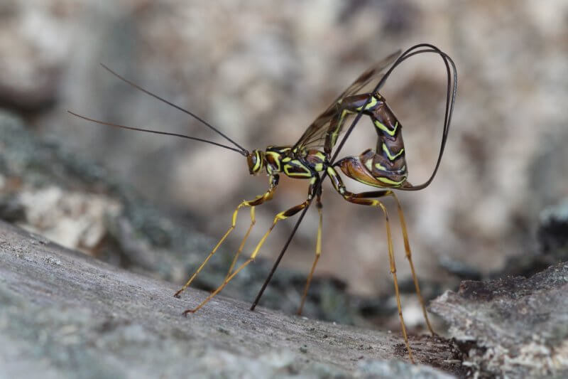 Giant ichneumen wasp by Gary Sturgis