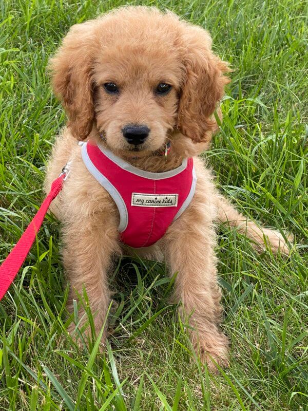 Jen’s new puppy Benson. 