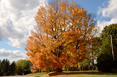 The story of the tree calendar 