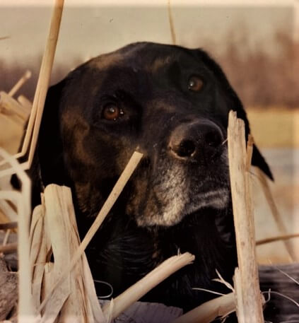 Bradley’s Labrador retriever, Buck. Photo by Bradley Carleton.