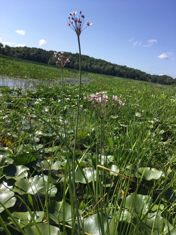 Flowering rush grows in Town Farm Bay. Photo by Kate Kelly