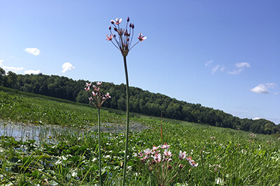 Flowering rush, a non-native invasive species, is spreading in Town Farm Bay