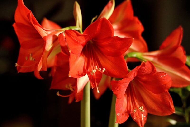 Amaryllis with its large, trumpet-shaped flowers is easy to grow, making it an attractive plant for holiday gift giving. Photo by W. Franz/Pixabay