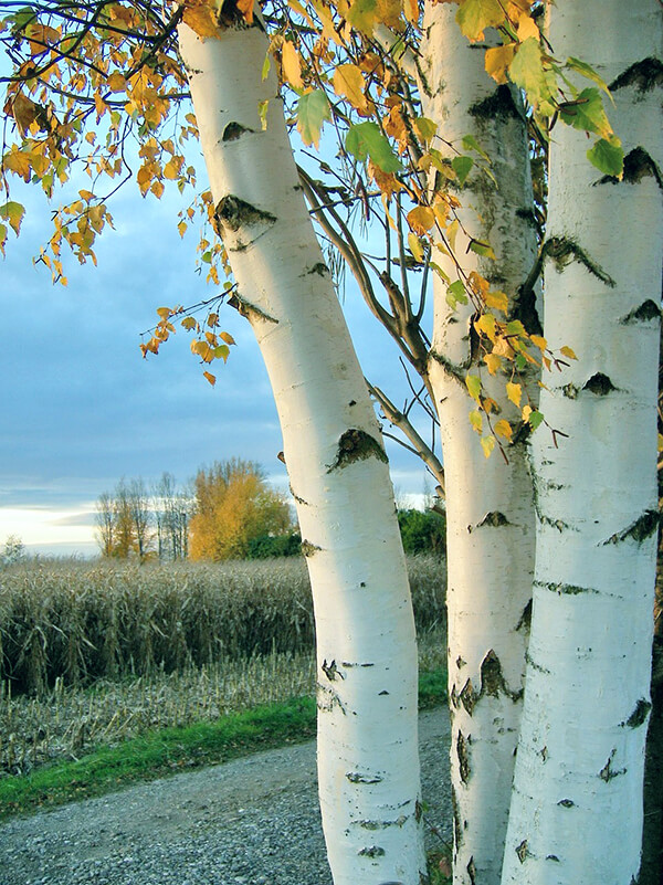 Birch Tree