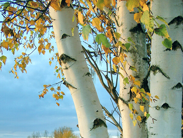 Paper birch: a profile