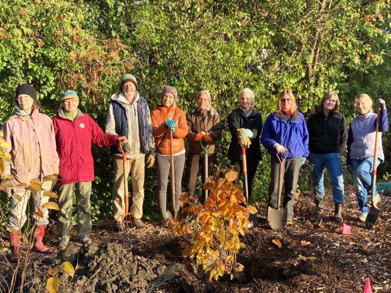 (L to R) Toni Sunderland, Linda Hamilton, Rick Junge, Alison Williams, Deirdre Holmes, Elizabeth Harding, Leslie Carew, Karen Tuininga and Carol Geske add four American hazelnut trees to the north end of the Library garden Nov. 3. Thank you to The Charlotte News for generously donating these trees! Photo contributed