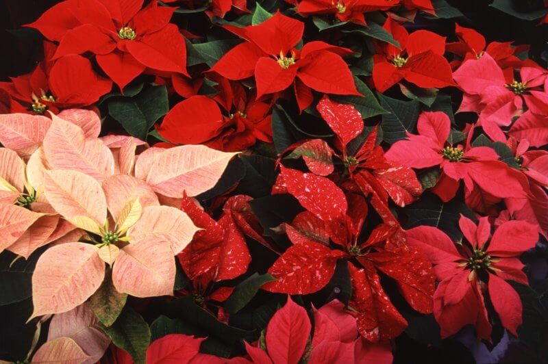Right: Poinsettias are available in a range of colors from the traditional red to pink, white and speckled varieties. Photo by Scott Bauer/USDA-ARS