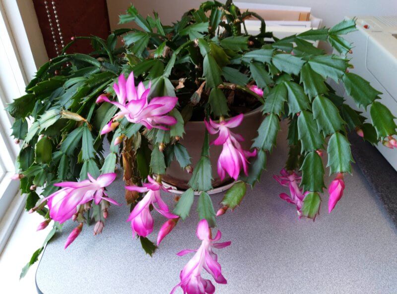 The Christmas cactus, a popular holiday potted plant, produces stunning, colorful, tubular flowers. Photo by Deborah J. Benoit