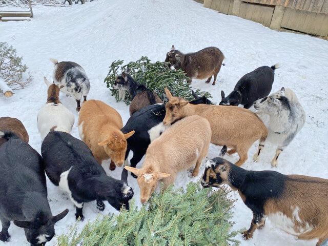 Nigerian Dwarf goats have an eating frenzy of Christmas trees at Flower Gap Farm. Photo by Margaret Aiken