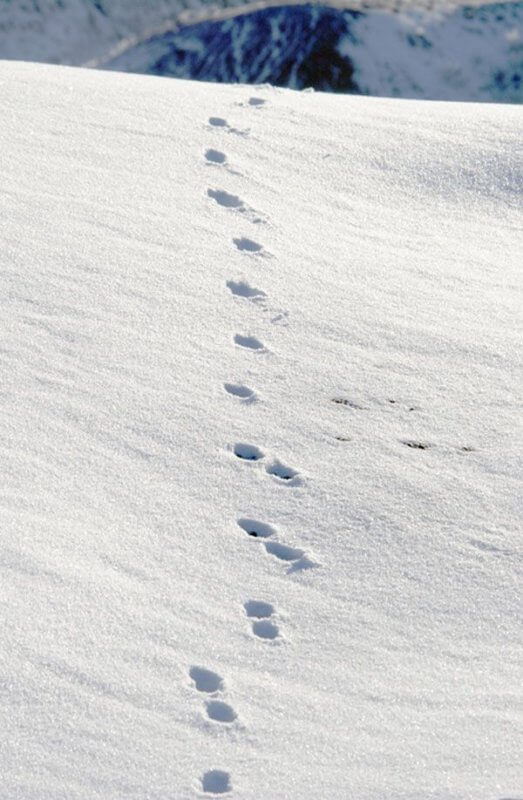 deer tracks in snow. Stock image.