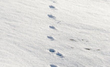 deer tracks in snow. Stock image