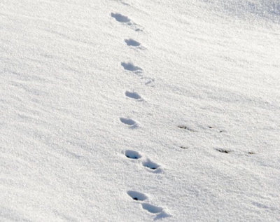 deer tracks in snow. Stock image