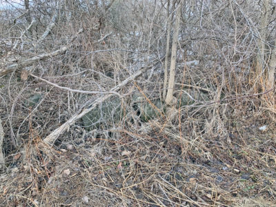 Overgrown honeysuckle in the hedgerow on the north side of Ferry Road, about half way between Lake and Whalley Roads. Photo by Dan Cole.