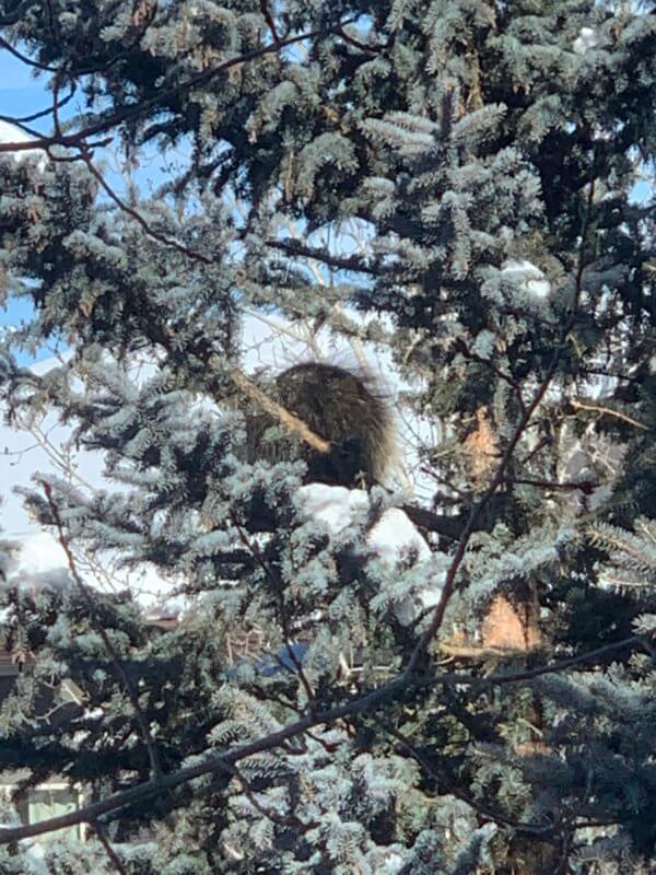 In early February a porcupine perched high in a spruce tree outside our window, budging only a few feet back and forth for five days. (She may still be there — we had to leave.) Photo by Elizabeth Bassett.