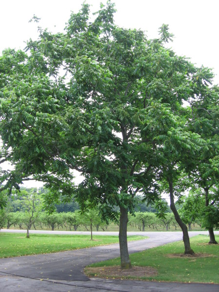 Butternut tree.