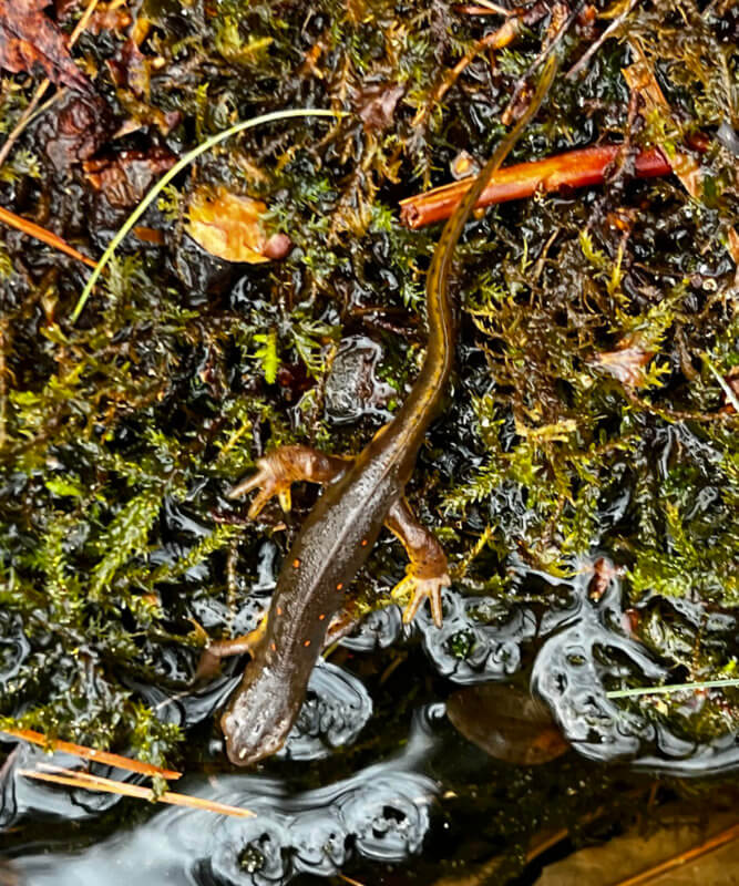 Photo by Cathy Hunter Another sign of spring — this adult eastern newt entering a vernal pool at the Raven Ridge Natural Area. This newt is presumably going to breed and lay its eggs on stems and leaves of water plants which will hatch into larvae. Newts spend three-four months in the larvae stage before they emerge as red efts. The efts spend several years on land before returning to the water to breed.