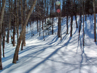 Animal tracks in the woods. Photo by Edd Merritt