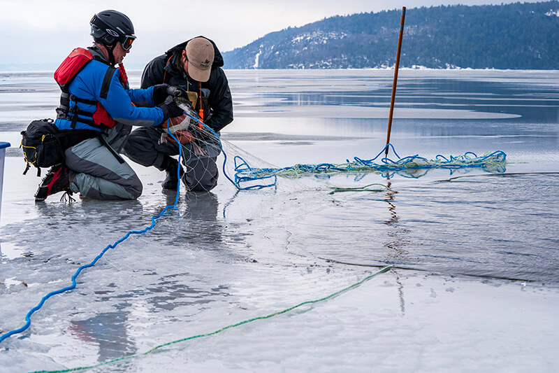 Volunteer Kevin Boyle and Adirondack Center for Loon Conservation wildlife technician Cody Sears untangle the first of five loons rescued on Sunday. Photo by Eric Teed