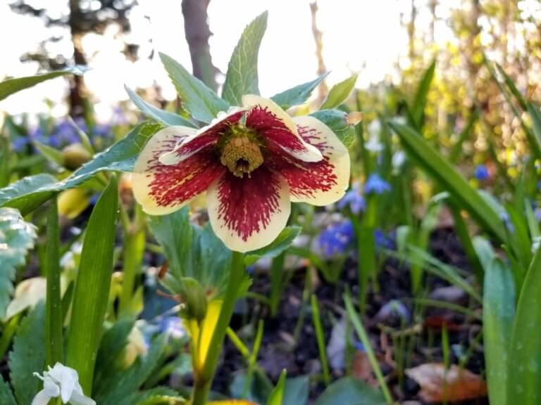 Hellebores bring a stunning display and herald spring