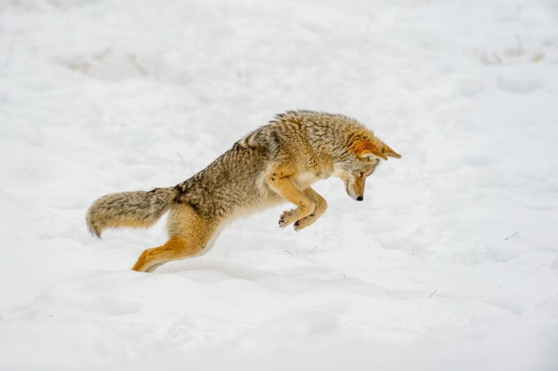 Bill Lea Photography  A coyote romps in the snow.