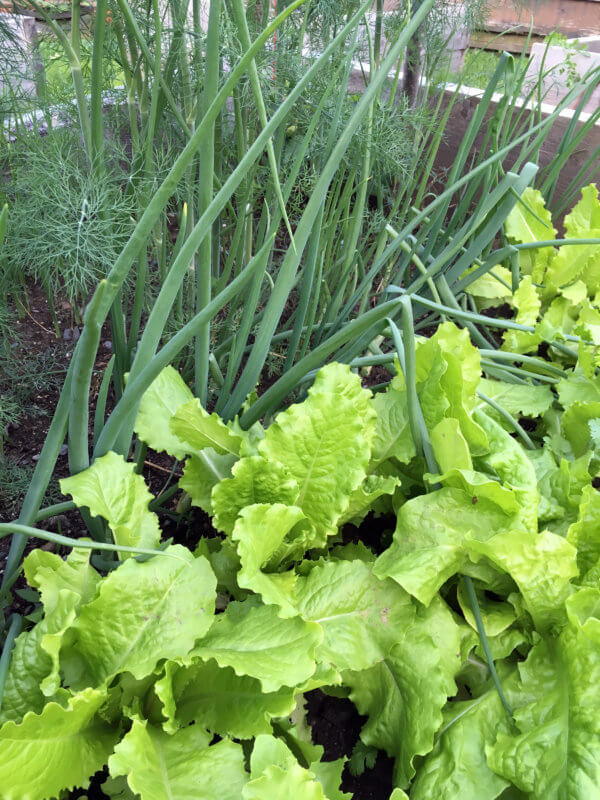 Photo by Bonnie Kirn Donahue ) Planting onions next to lettuce and other crops, such as cabbage and beets, is a beneficial move as their strong scent will help deter pests. 