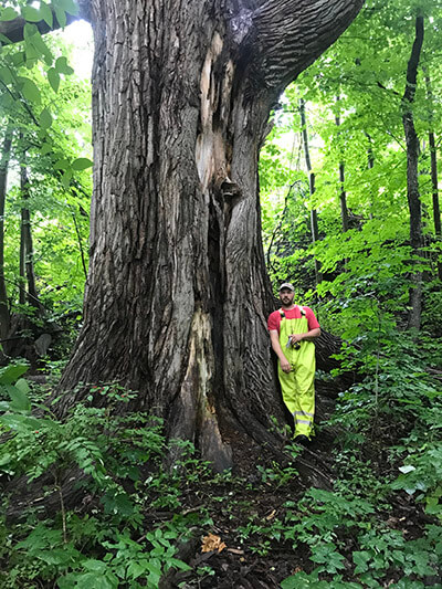 Kris Dulmer, Milton Tree Warden, stands next to an eastern cottonwood in Colchester, the biggest tree of all species in Vermont. Photo by Vermont Urban and Community Forestry